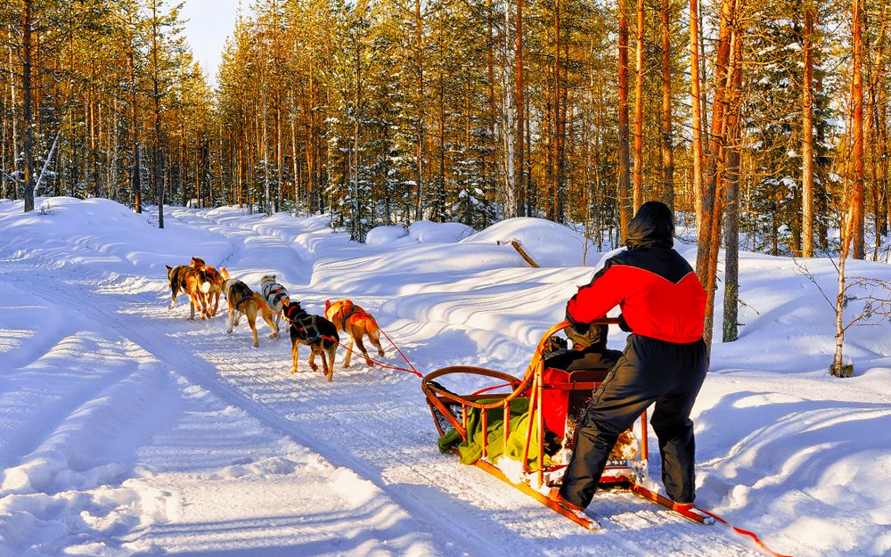 Dog Sledge